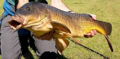 亚洲鲤鱼危险视频