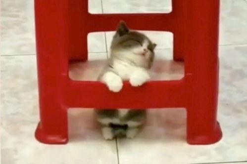 小奶猫成人短视频