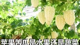 苹果浏览器吃瓜网,吃瓜网背后的秘密与魅力