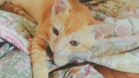 橘猫亚洲视频